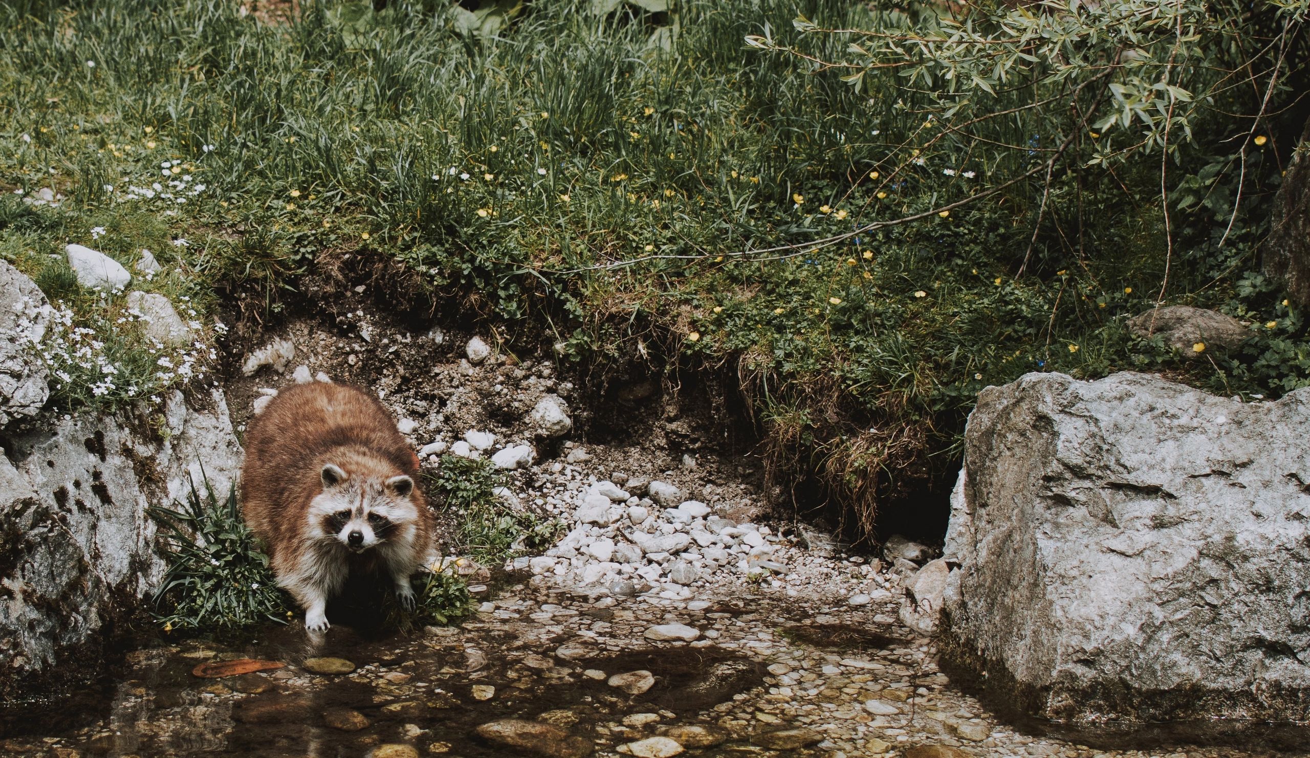 Raccoon outdoors representing wildlife pressure around homes