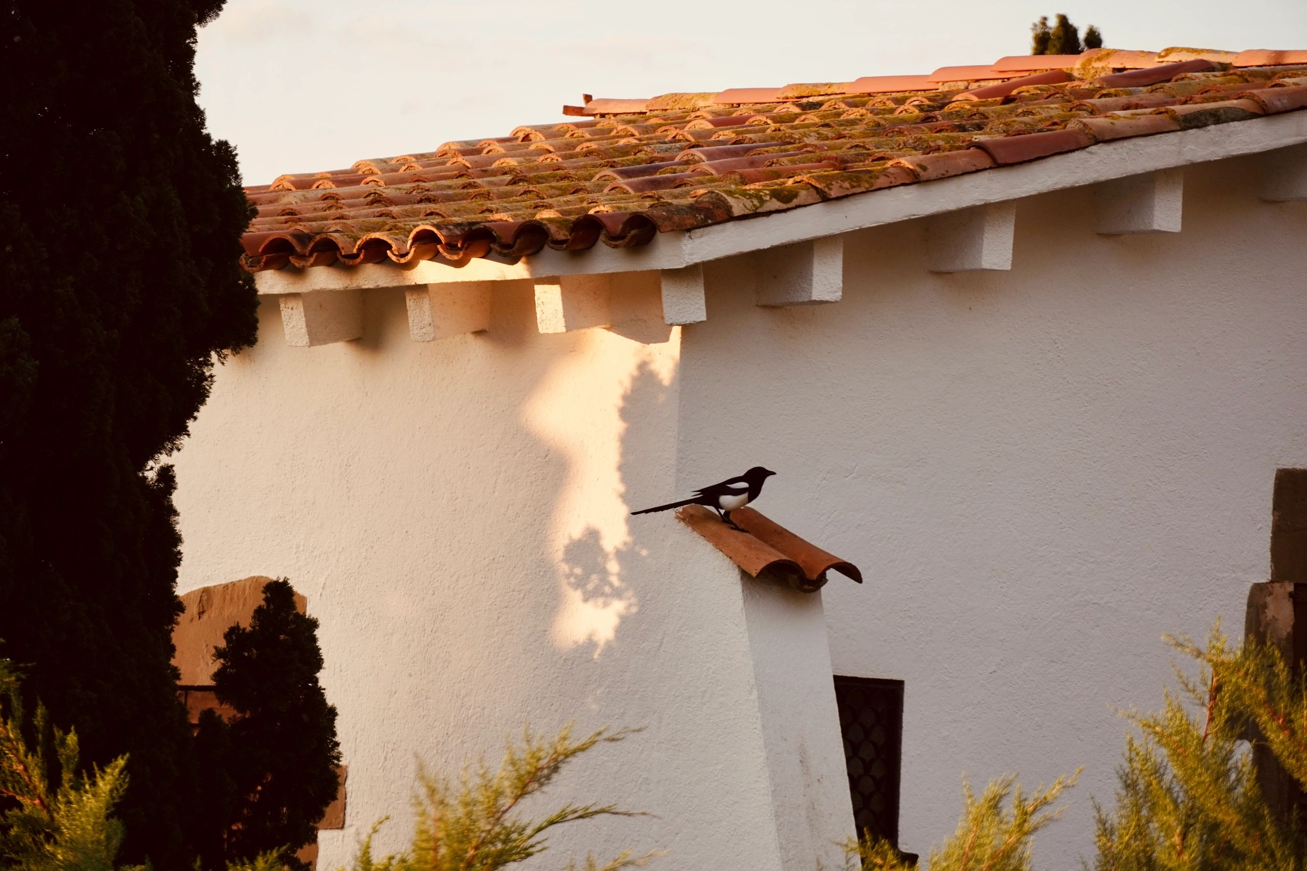Roofline area where wildlife and bat entry points may occur