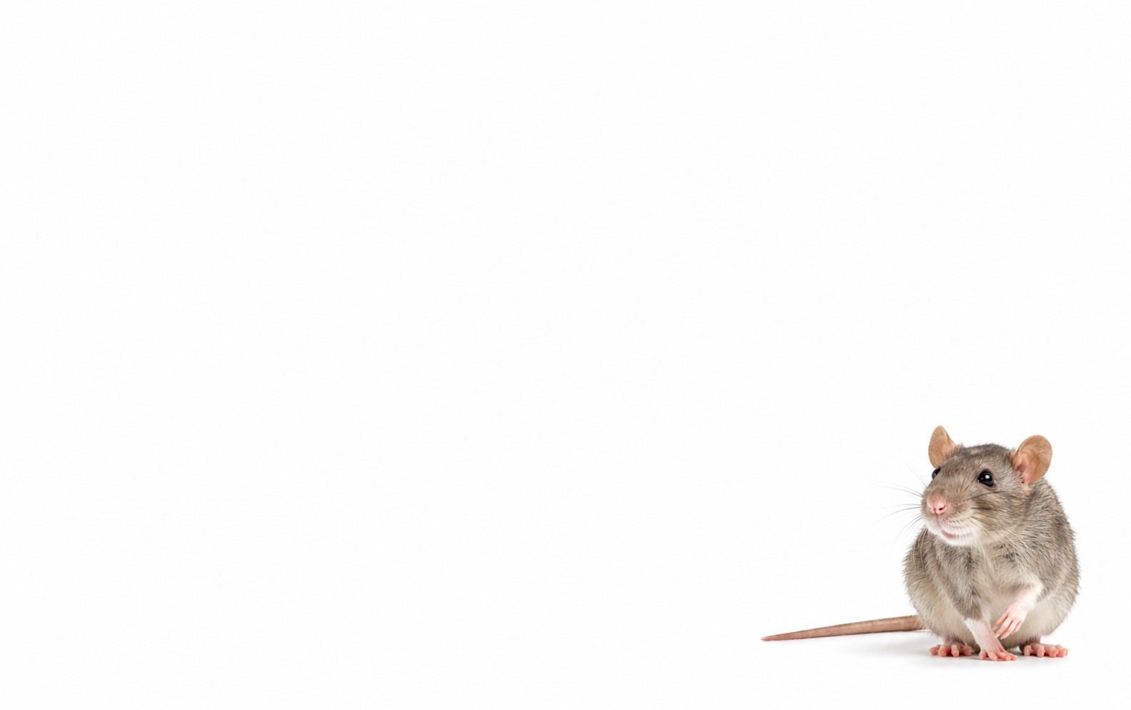 Houston wildlife removal and rodent exclusion service